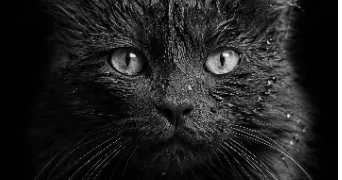 jennifer pet sitter à Saint-Étienne-du-Vauvray 27430