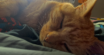 raphaelle pet sitter à BIHOREL 76420_2