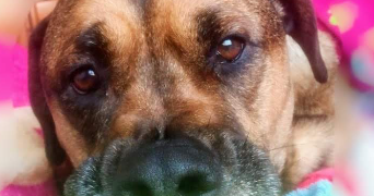 laura dog sitter à BORDEAUX 33000_7