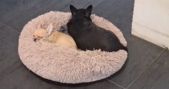 rosa pet sitter à BENNWIHR 68126_3