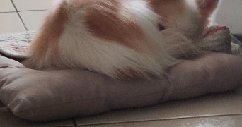 diana pet sitter à Villeurbanne 69100_7