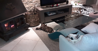 myriam pet sitter à ANNEYRON 26140_5