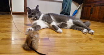 adéline pet sitter à ST SAUVEUR 29400_2