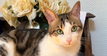 marie pet sitter à NEUILLY SUR MARNE 93330_1
