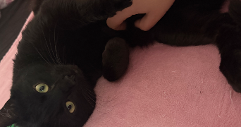 morjiane pet sitter à LYON 03 69003_5