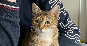 célia pet sitter à CHAUMONT SUR THARONNE 41600_8