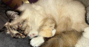 sabrina pet sitter à LIMOGES 87100_4