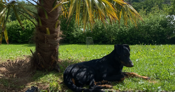 anaïs pet sitter à RAUVILLE LA BIGOT 50260_6