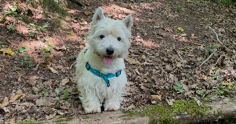 charlyne dog sitter à AUCAMVILLE 31140_2