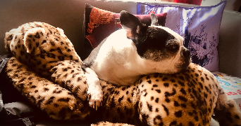 marie pet sitter à VILLEBON SUR YVETTE 91140_5