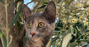 margot pet sitter à AVIGNON 84000_4