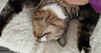 maé pet sitter à LE CASTERA 31530_4