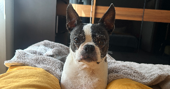 gabriele pet sitter à BOULOGNE BILLANCOURT 92100_1