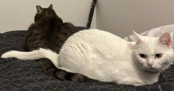laurence pet sitter à CHEVILLY LARUE 94550_2