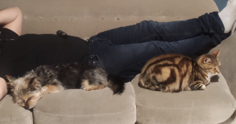 romain pet sitter à AUBIERE 63170_0