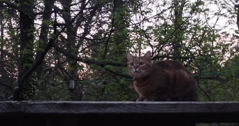 iris pet sitter à AULNAY SOUS BOIS 93600_1