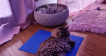 elisabeth pet sitter à PARIS 04 75004_3