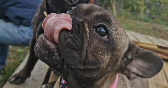 marion pet sitter à SOUCIEU EN JARREST 69510_0