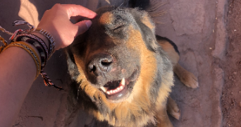 sarah pet sitter à ST OUEN SUR SEINE 93400_3