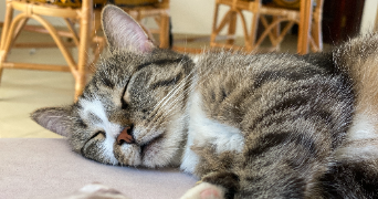 margaux pet sitter à COLOMBES 92700_1