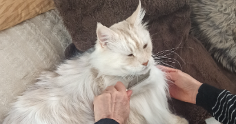 sabine pet sitter à LABENNE 40530_4