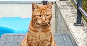 ewa-marion pet sitter à ECKBOLSHEIM 67201_3