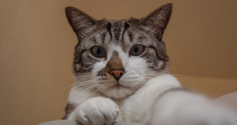 marie pet sitter à VANNES 56000_3