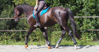 Marie pet sitter à LIMOGES 87100_2