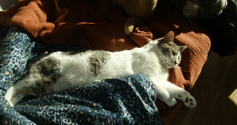 sarah pet sitter à ST OUEN SUR SEINE 93400_3