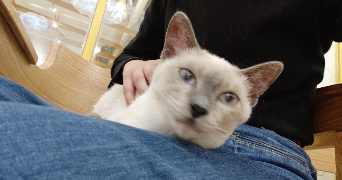 peiyi pet sitter à CHAMBERY 73000_7