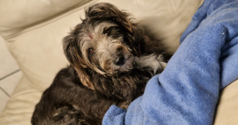 marlene pet sitter à AUNEAU BLEURY ST SYMPHORIEN 28700_106