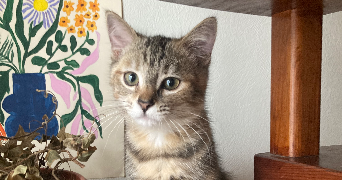 anne pet sitter à QUIMPER 29000_2