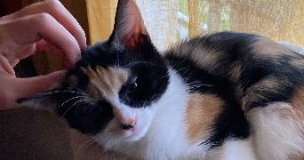 jeanne pet sitter à ILLKIRCH GRAFFENSTADEN 67400_1