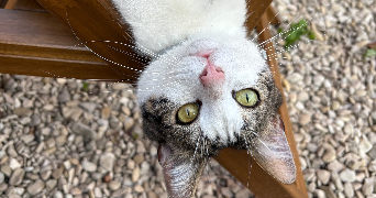 chloe pet sitter à GOEULZIN 59169_3