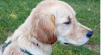 sandrine pet sitter à ST ORENS DE GAMEVILLE 31650_10
