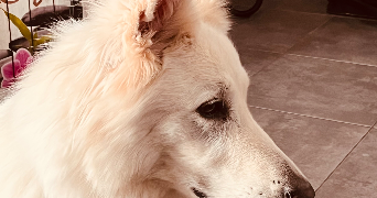monica pet sitter à RENNES 35200_5
