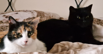 muriel pet sitter à GOLBEY 88190_6