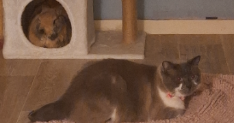 marylou pet sitter à NANCY 54000_5