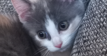christelle pet sitter à ST AMAND LES EAUX 59230_5
