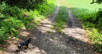 cassandra pet sitter à BAZICOURT 60700_2