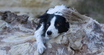 antoine pet sitter à ROYAN 17200_1