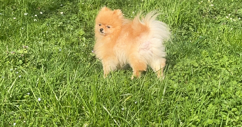 marine pet sitter à VOULANGIS 77580_5