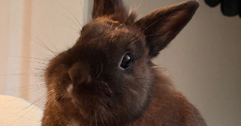manon pet sitter à BONSECOURS 76240_0