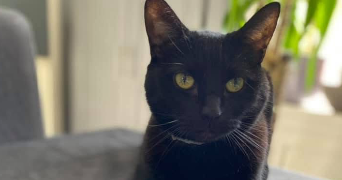 mélanie pet sitter à HERSERANGE 54440_5