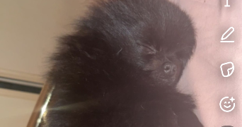 kaourantina pet sitter à PORNICHET 44380_1