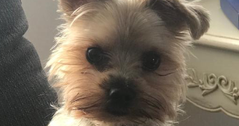 lyson pet sitter à CLERMONT FERRAND 63000_1