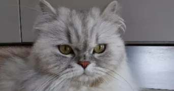 lena pet sitter à PORNIC 44210