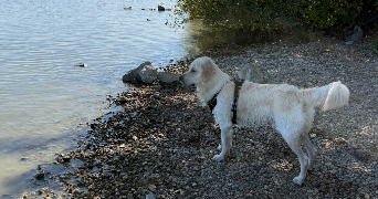 maëlys pet sitter à BECON LES GRANITS 49370_2
