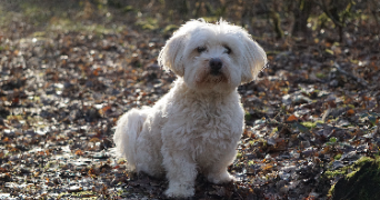 mélanie pet sitter à GERLAND 21700_1