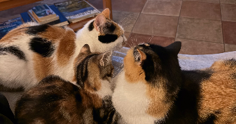 guillaume cat sitter à ALBI 81000_3